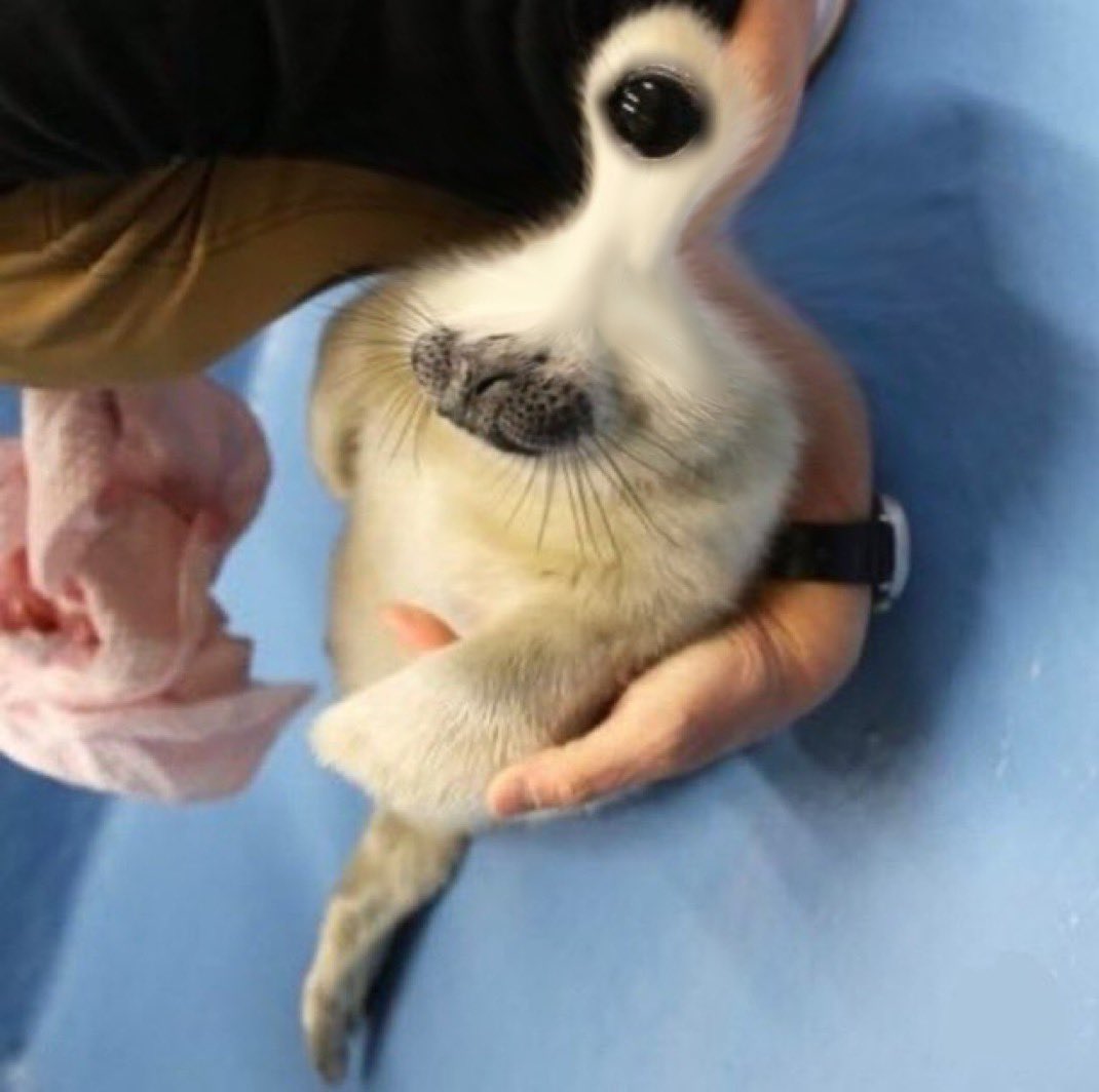 grindgod26's tweet image. The.    Alien