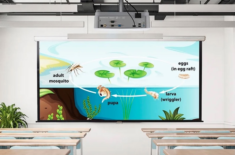 Projector Central tweet media