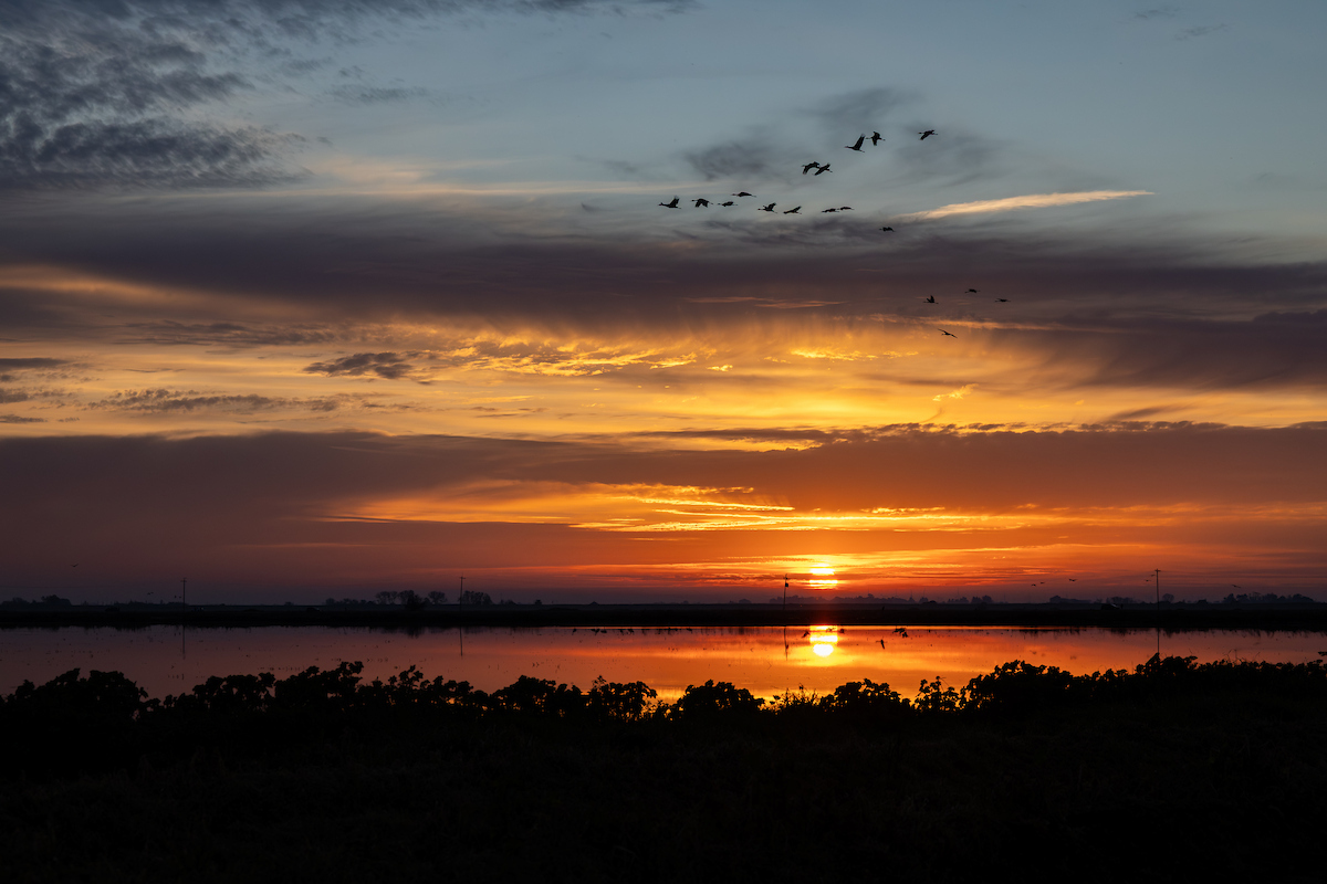 CA_DWR's tweet image. Did you know that we have a Staten Island on the west coast too? Turns out it’s in the Sacramento-San Joaquin River Delta and happens to be where Sandhill Cranes come to roost during their winter migration!
#California #Cranes #Delta