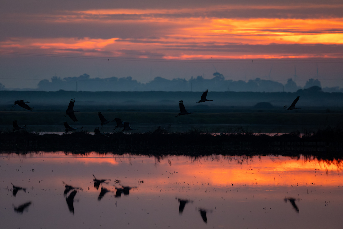 CA_DWR's tweet image. Did you know that we have a Staten Island on the west coast too? Turns out it’s in the Sacramento-San Joaquin River Delta and happens to be where Sandhill Cranes come to roost during their winter migration!
#California #Cranes #Delta