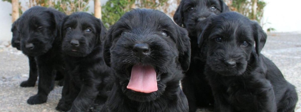 MundoSchnauzer's tweet photo. Nueva prueba de ADN para predecir la ceguera del Schnauzer Gigante.
https://t.co/HOhiX0VKCW https://t.co/ONhgU04sYY