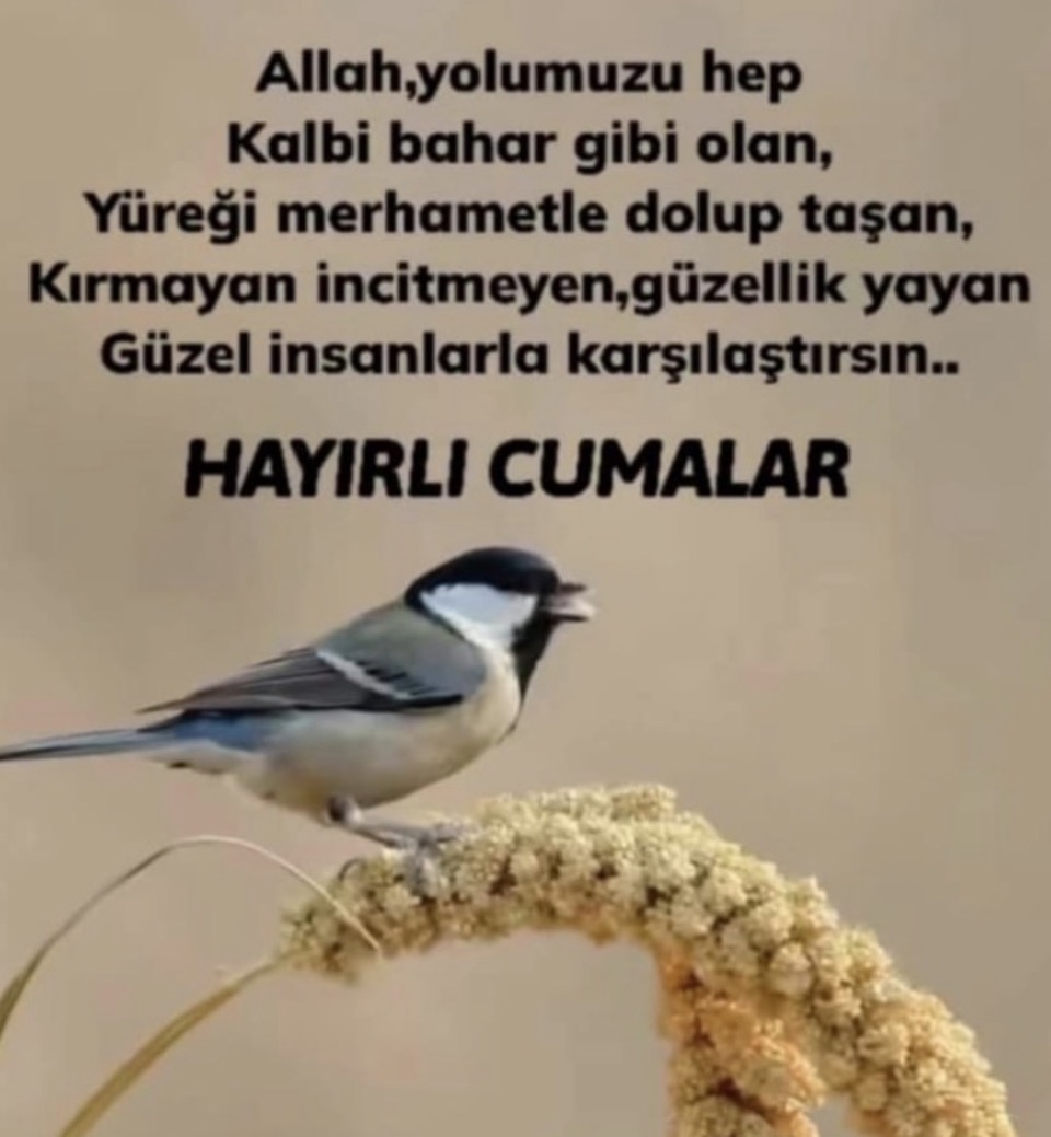 Yörük Oğlu Orhan tweet media