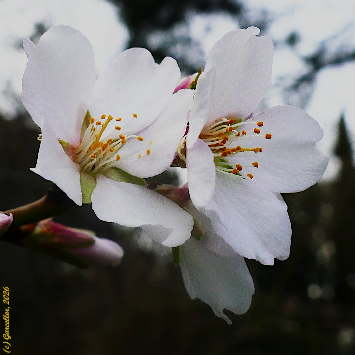 Prunus dulcis - Almendro.  ¿Huele ya a primavera?

Quinta de los Molinos. Madrid, España. Febrero de 2026.  

#garcellor #prunusdulcis #almendro #floresdeinvierno #coloresdeinvierno #florademadrid #quintadelosmolinos