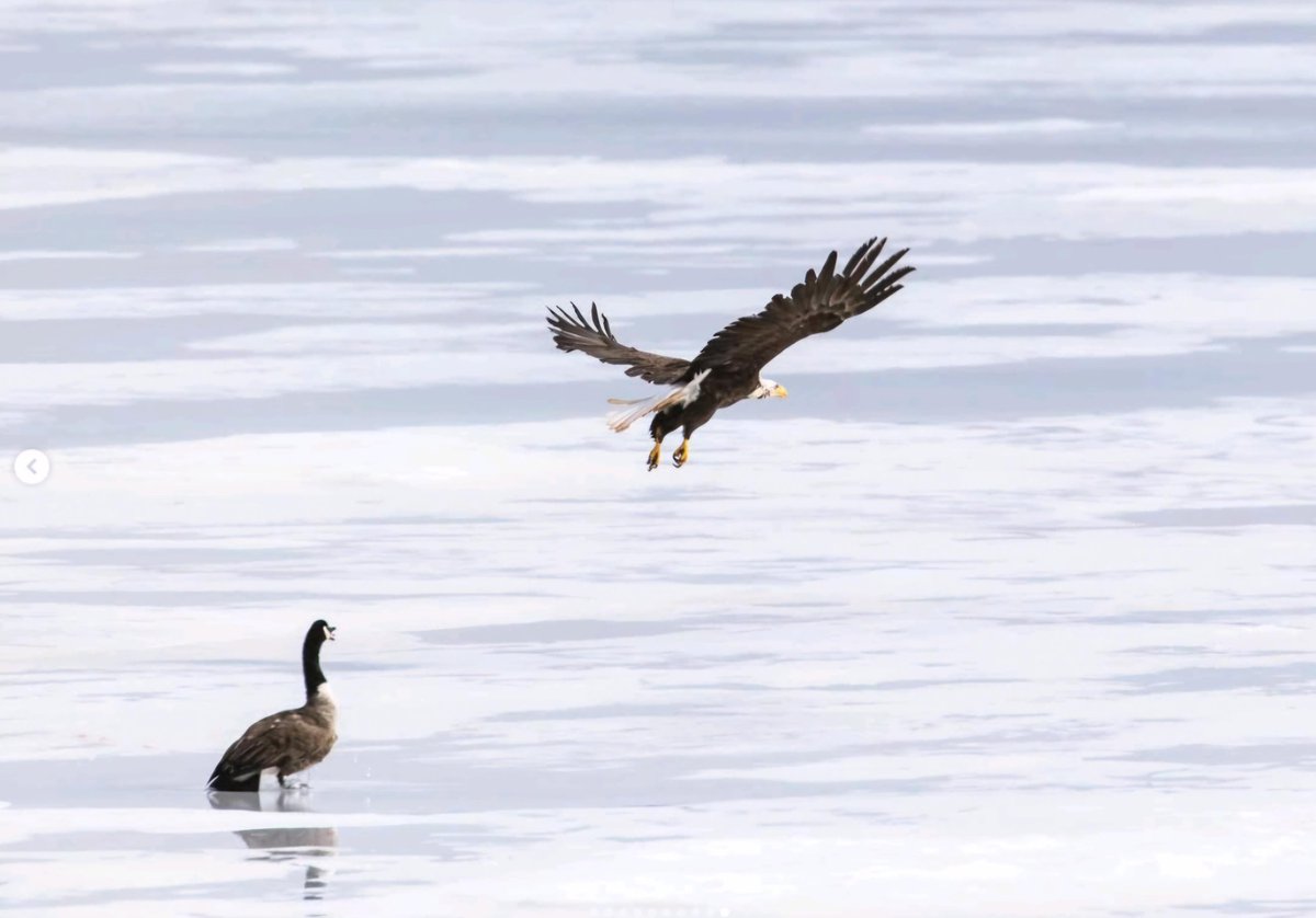 Lopaschuk's tweet photo. @Playteaux1 Spoilers, the goose won. https://t.co/Y0xITN1SB3
