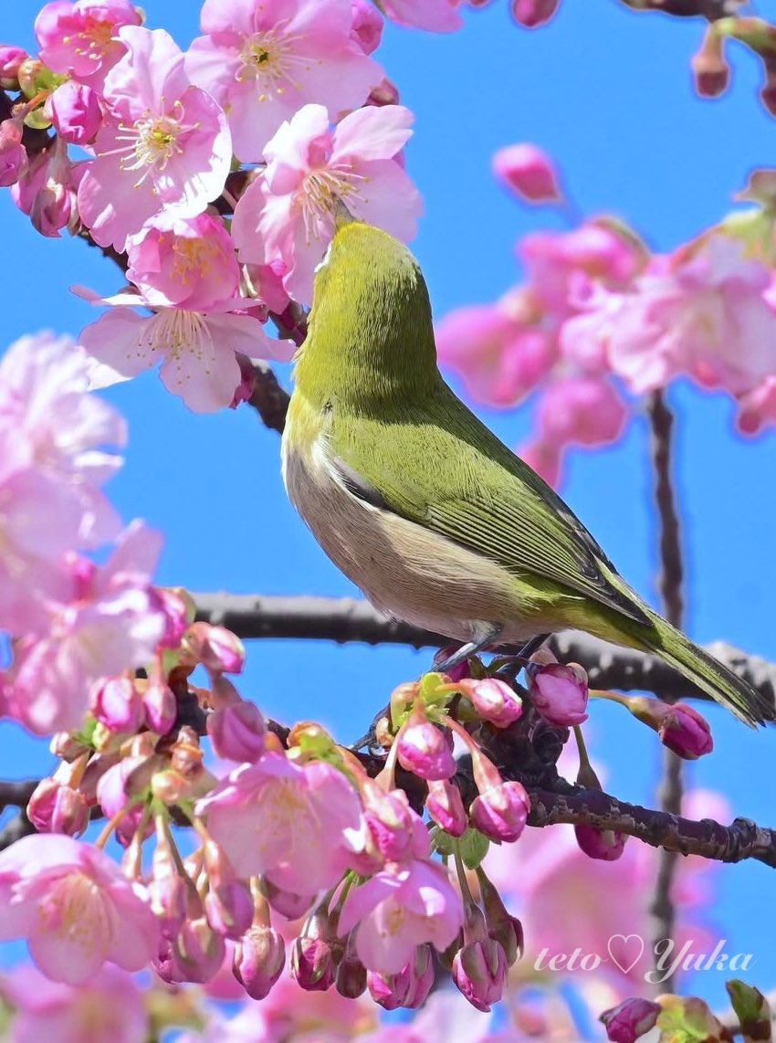 Nature Plants_hana_ Community on X - 558 Members