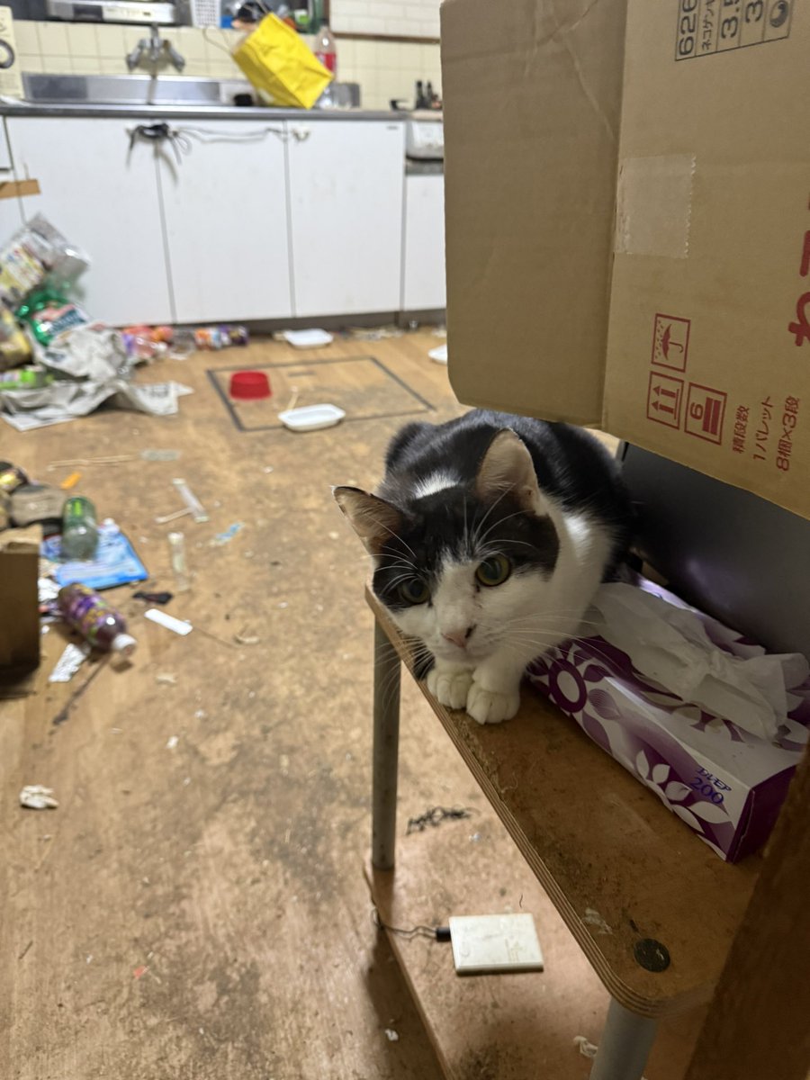 にゃん太郎 (@nyannyan__taro) / Posts / X