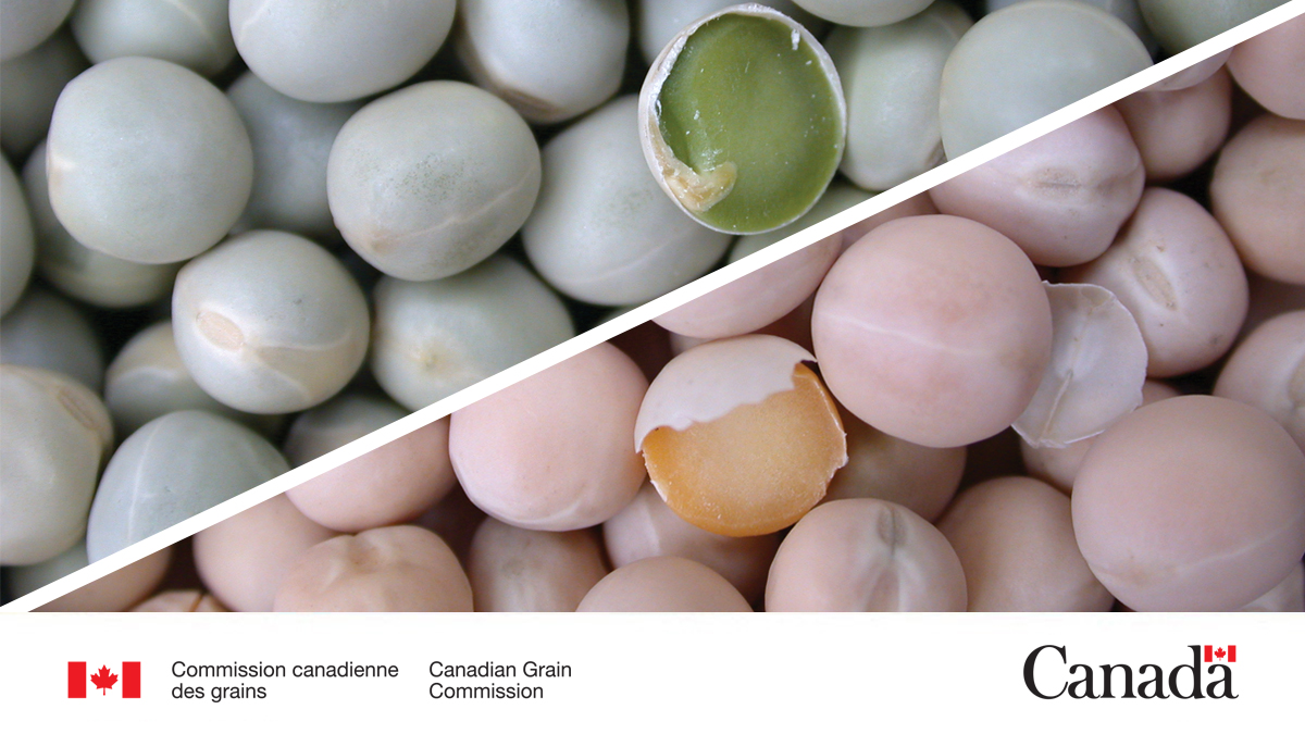 Notre rapport complet, intitulé «Qualité des pois de l'Ouest canadien en 2025», est affiché sur notre site Web. Il présente les données relatives à la qualité des récoltes de pois jaunes et verts cultivés dans l'Ouest canadien en 2025.
ow.ly/3Fru50YexeJ