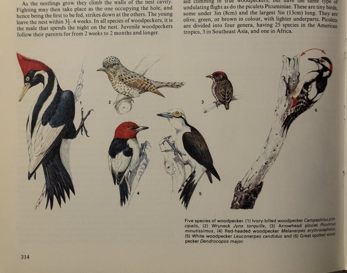 The utter whiplash of seeing now extinct animals in old encyclopedias is humbling as it is depressing.

Makes me wonder what future generations will think of animals in our encyclopedias that are extinct in their time…