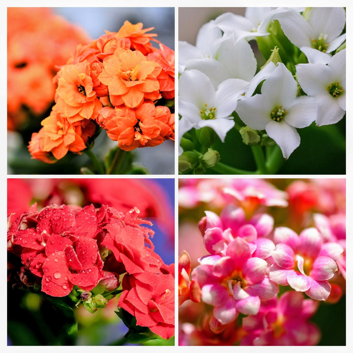 のんちゃんにﾎﾟﾁｯ❤️❤️❤️