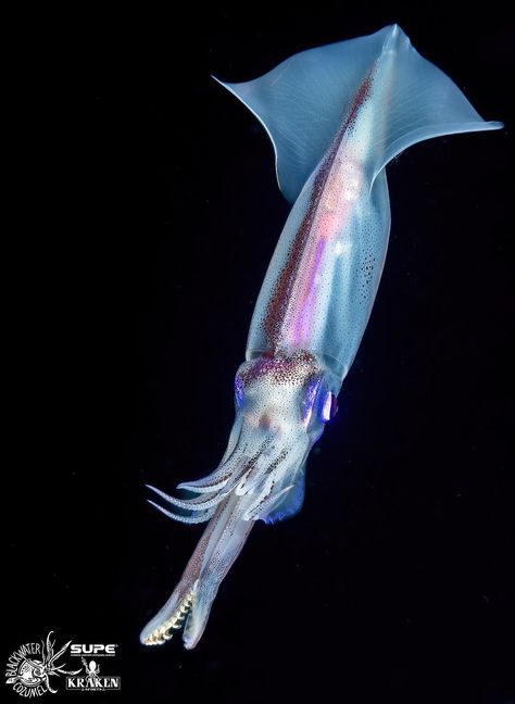 BlueOcean3276's tweet image. Flower hat jelly 🪸🐙