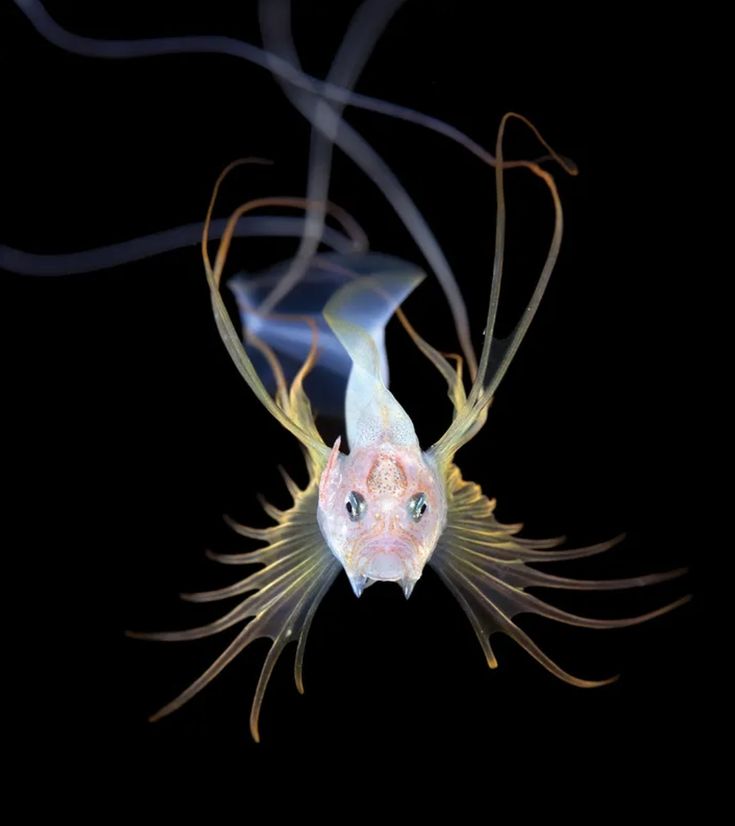 BlueOcean3276's tweet image. Flower hat jelly 🪸🐙