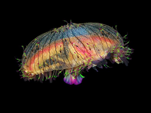 BlueOcean3276's tweet image. Flower hat jelly 🪸🐙