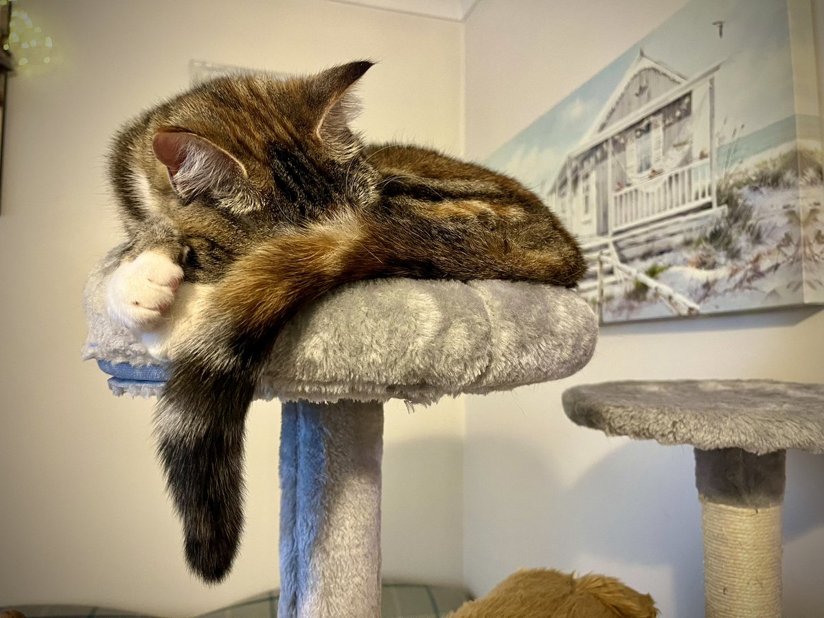 Friends! It’s getting late here, and Cleo has settled down for the night, right at the top of the Cat Tree. She really is Queen of the Castle 🩷 #catsofx