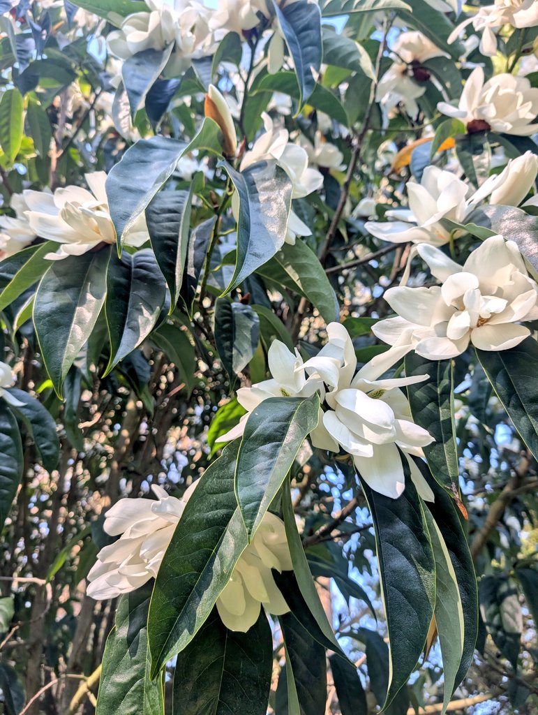 oh to be a bee in a lily or magnolia blossom