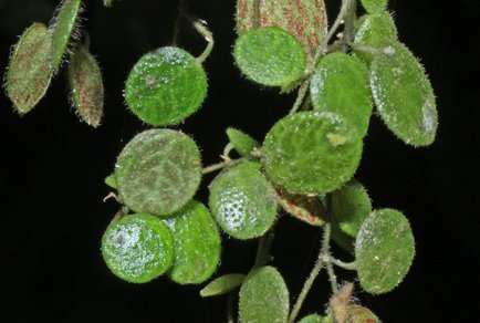 Novelties in Peperomia (#Piperaceae) from southern Central #America
#taxonomy 
doi.org/10.11646/phyto…
