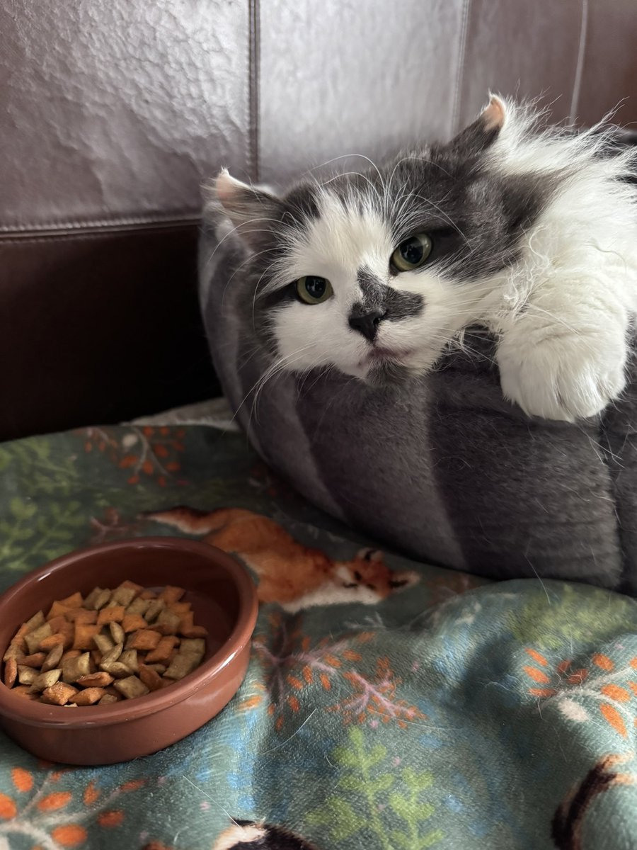 SpanielsSuper's tweet image. Err mum?

Yes Martha?

My bowl….. #Empty

Sorry Martha… here you are😀

That’s better…. Thank you 🙏 

#MarthasForeverHome
#CatsOfTwitter
#CatsOfX