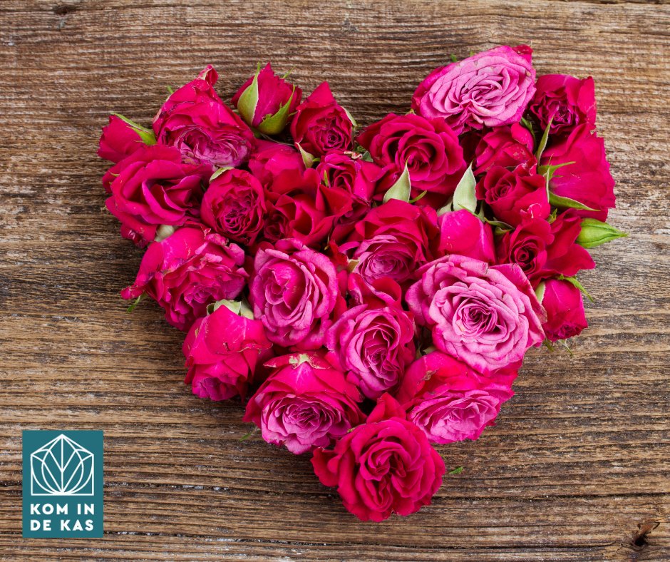 📷📷 Liefde bloeit in de #Noordoostpolder! 📷📷
#Valentijnsdag staat voor de deur… en wat is er mooier dan een hart van prachtige trosrozen? 📷
Tijdens #KomindeKas Noordoostpolder opent Voorn #Sprayroses haar deuren aan de #Bloemenweg in #Luttelgeest.
