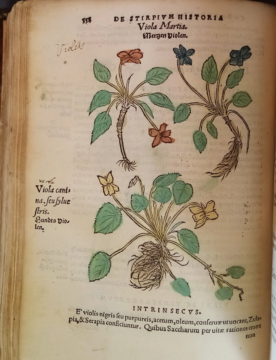 Marsh's Library tweet media