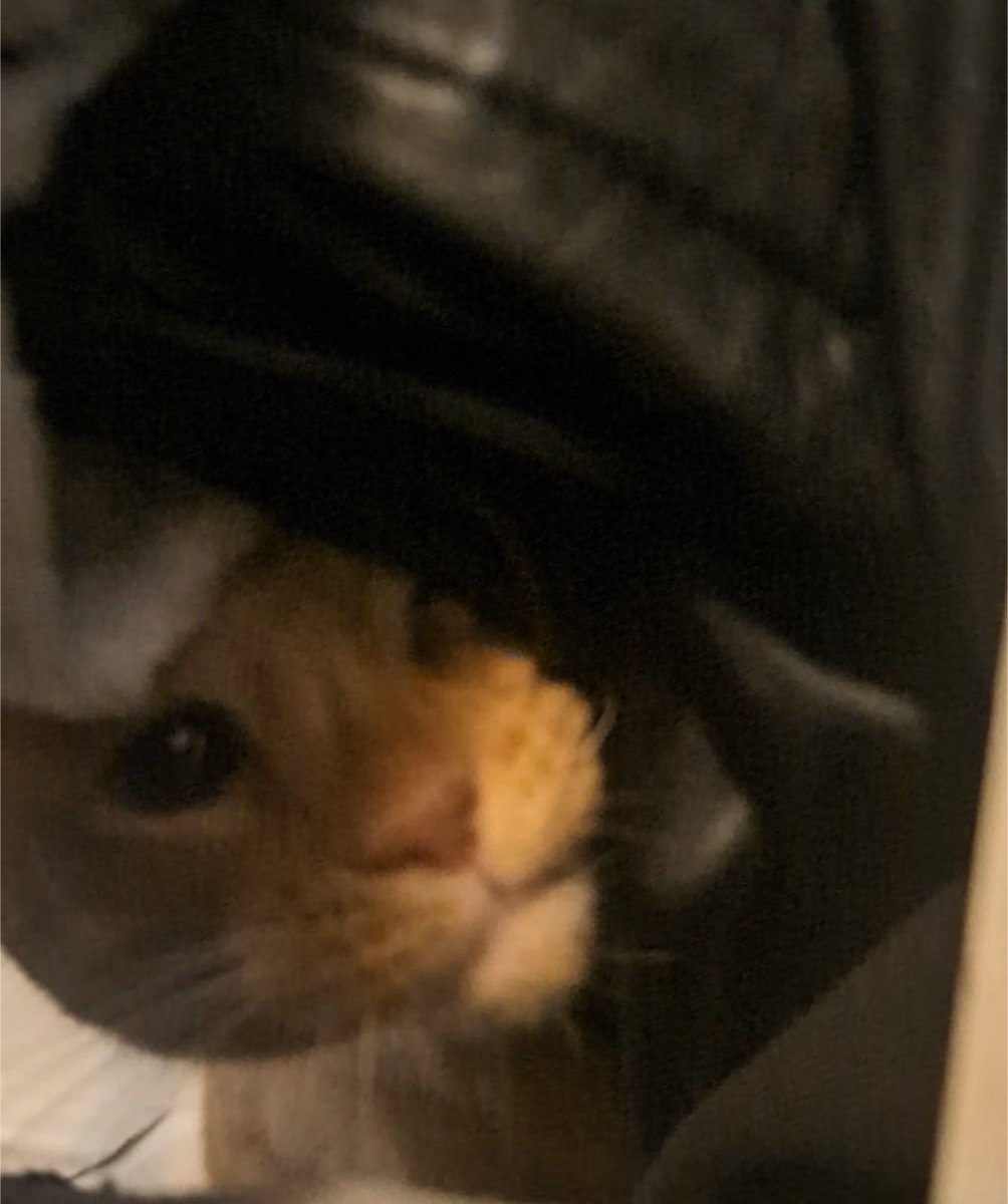 You can’t see me because I’m a cleverly hidden Orange Unit.