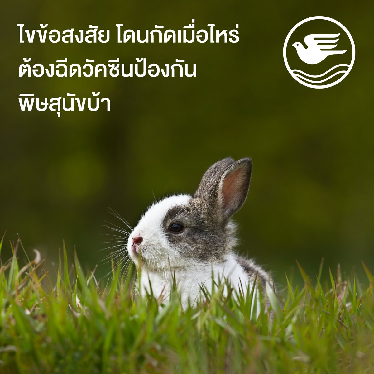 โรค #พิษสุนัขบ้า ไม่ได้ติดจากสุนัข-แมวเท่านั้น แต่สัตว์เลี้ยงลูกด้วยนมอื่น ๆ ก็เสี่ยงได้ หากน้ำลายหรือเลือดของสัตว์สัมผัสแผล/รอยถลอก หรือถูกข่วน งับ กัด ควรรีบพบแพทย์ และฉีดวัคซีนป้องกันพิษสุนัขบ้า

#BKI #BangkokInsurance #กรุงเทพประกันภัย #แคร์คุณทุกย่างก้าว #สุขภาพ