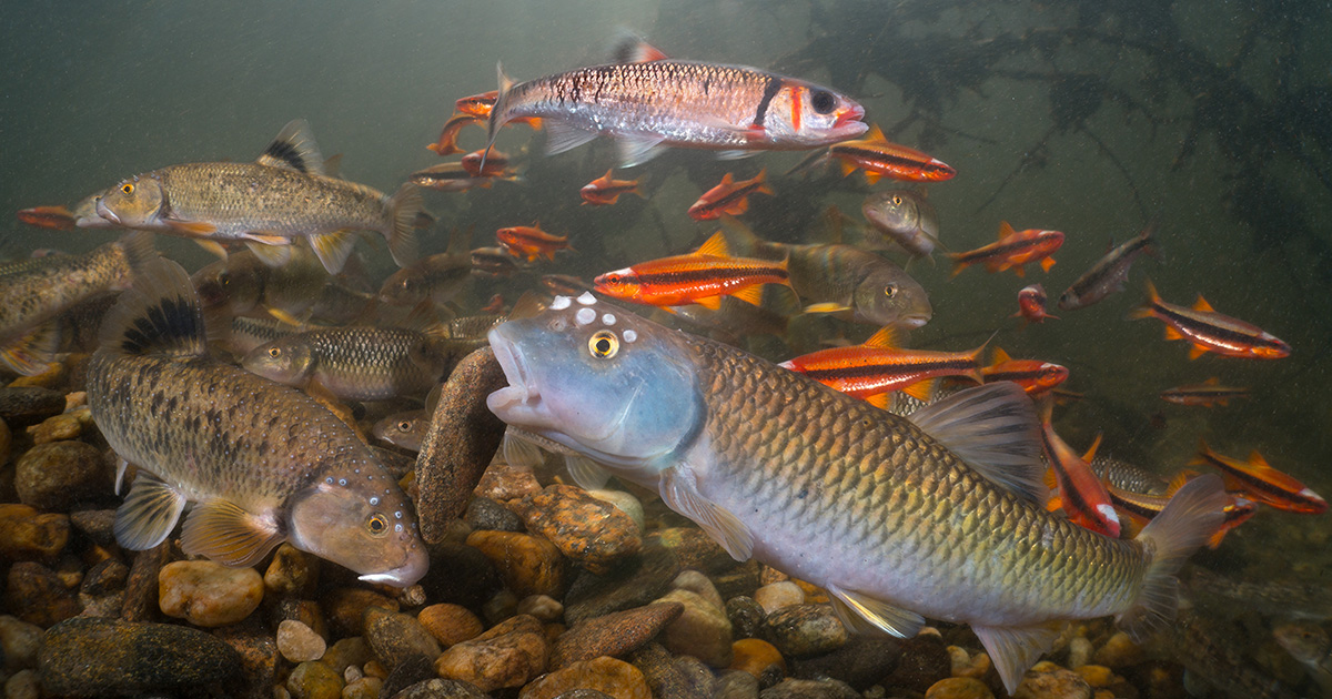 National Fish and Wildlife Foundation tweet media