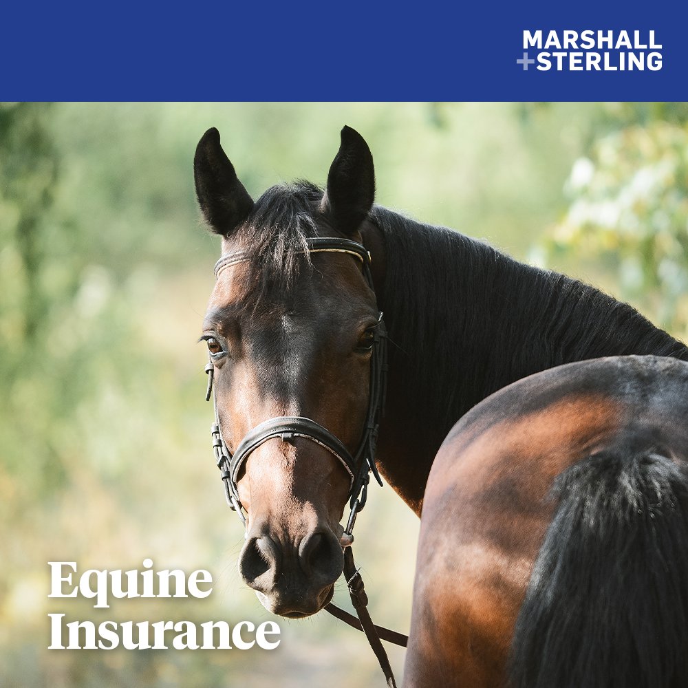 Marshall+Sterling tweet media