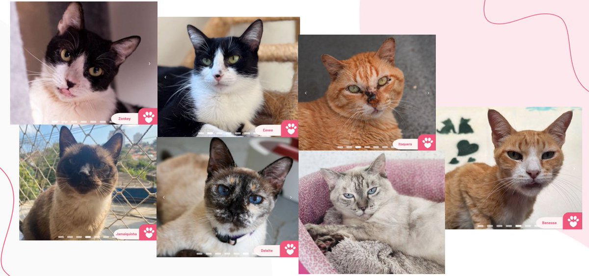 catlandrescue's tweet photo. Nossa campanha “Ano Novo com Boca Nova” já arrecadou 91% da meta de R$ 17.500,00, graças à ajuda de vocês!!! 😍🙏

Você pode ajudar pelo link da campanha:
https://t.co/25xSULu7SQ

Qqlr valor faz diferença e compartilhar tb é uma forma linda de ajudar. https://t.co/Wz17FveILV