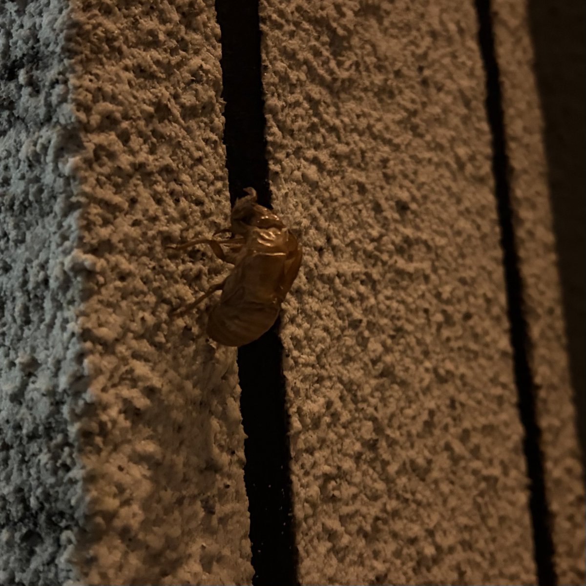 この時期に羽化したキチガイのセミがいる。