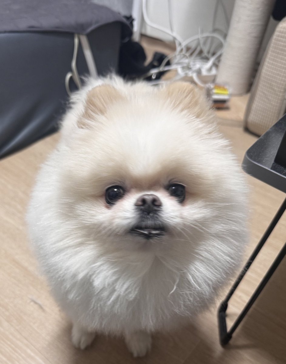 holaengi19's tweet photo. 우리집 강즤 너무 못생김 https://t.co/RBHskIRtRv