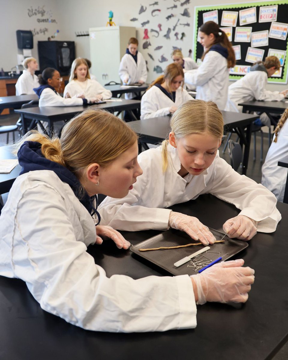 CarmelCougars's tweet photo. Seventh grade students dissect earthworms as part of their study of invertebrates. It helps students learn more about how the body systems work together for the worm's survival. It is a highlight of the year, as it is often students' first experience with dissection! #ccsms https://t.co/MrL4Oq7gEu
