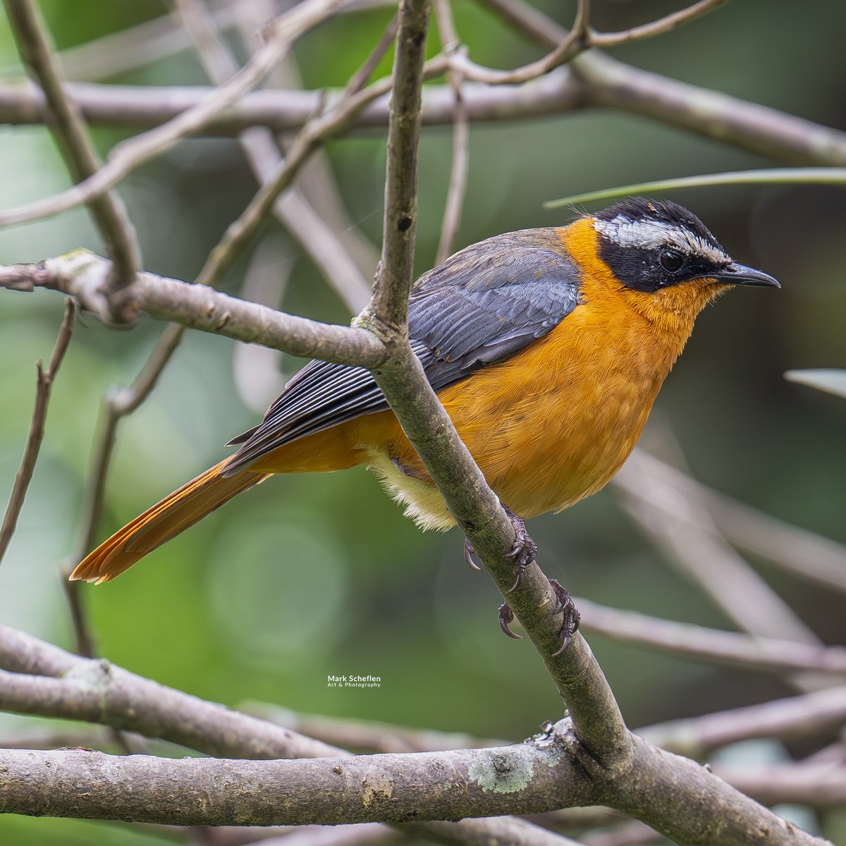 Mark Scheflen (kiboko_mark) tweet media