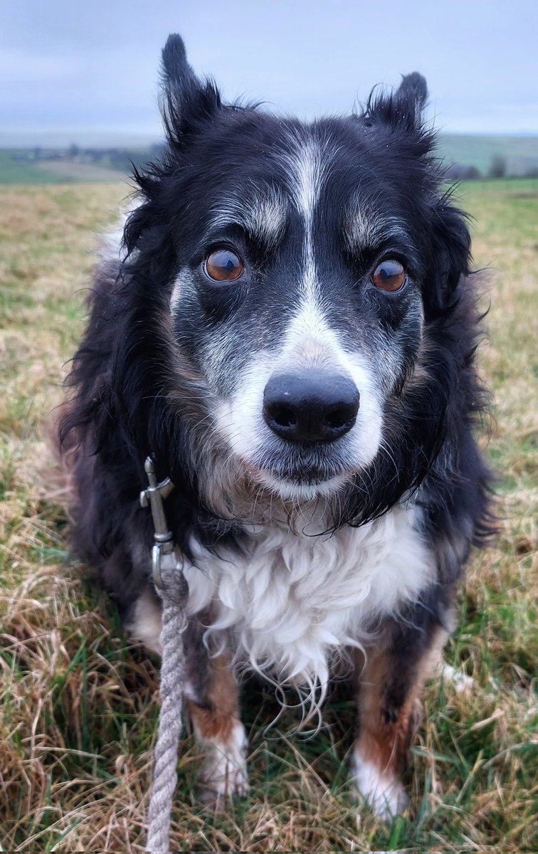 This is so hard to witness. The fields that Meg used to race round with her ball. This afternoon, we had a gentle plod. She's OK in herself, very slow, disorientated, but is managing to find her food bowl and around the house just about. How things can change so quickly 🧡 #sad