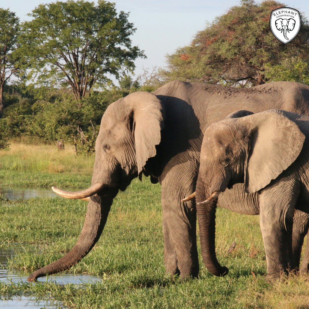 Elephant Cooperation tweet media