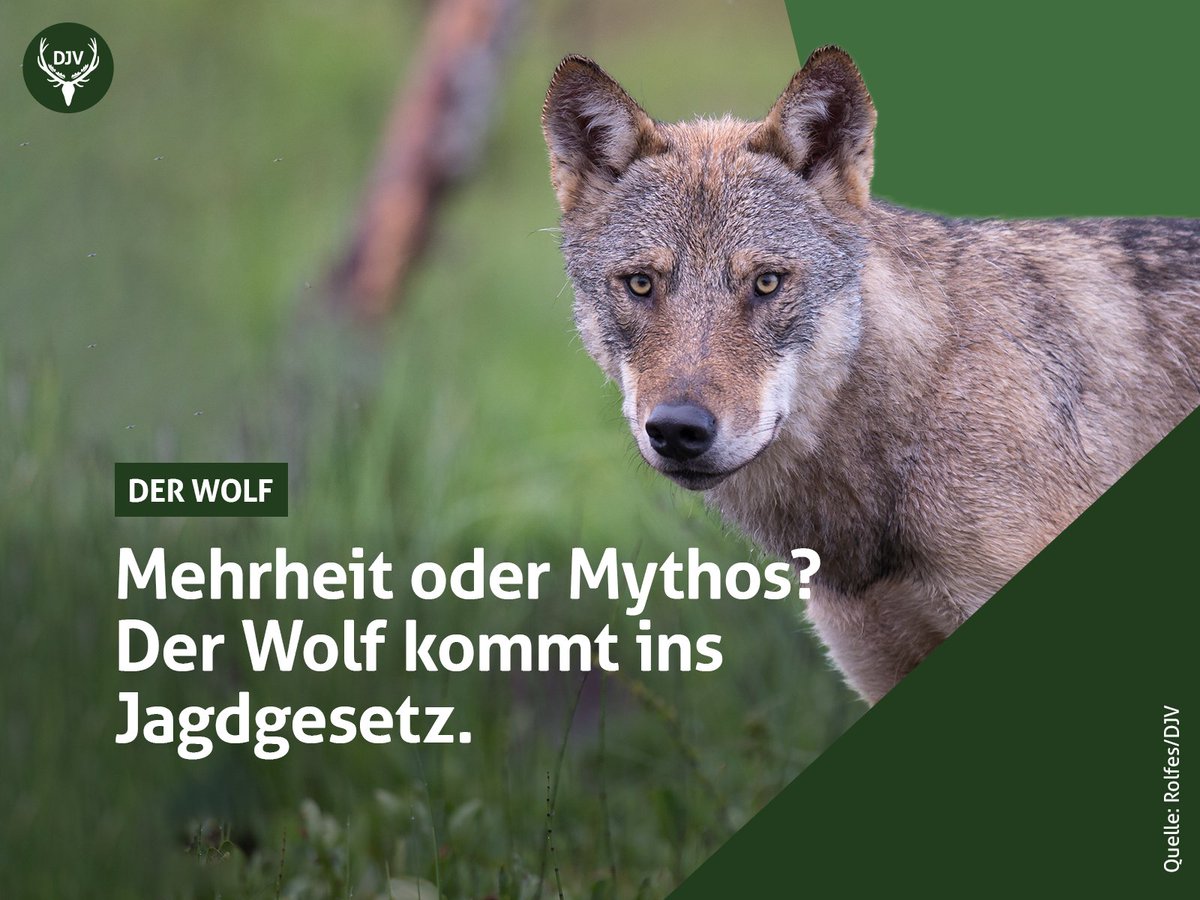 JagdverbandDJV's tweet image. #Mehrheit oder #Mythos? 🐺
Die aktuelle #Umfrage im Auftrag des #DJV zeigt: Die Mehrheit der Deutschen unterstützt, dass der #Wolf ins #Jagdgesetz aufgenommen wird.
Keine #Stimmungswelle, demokratische Legitimation. 🗳️
Der #Wolf bleibt geschützt. 🛡️
Mehr: jagdverband.de/wolf