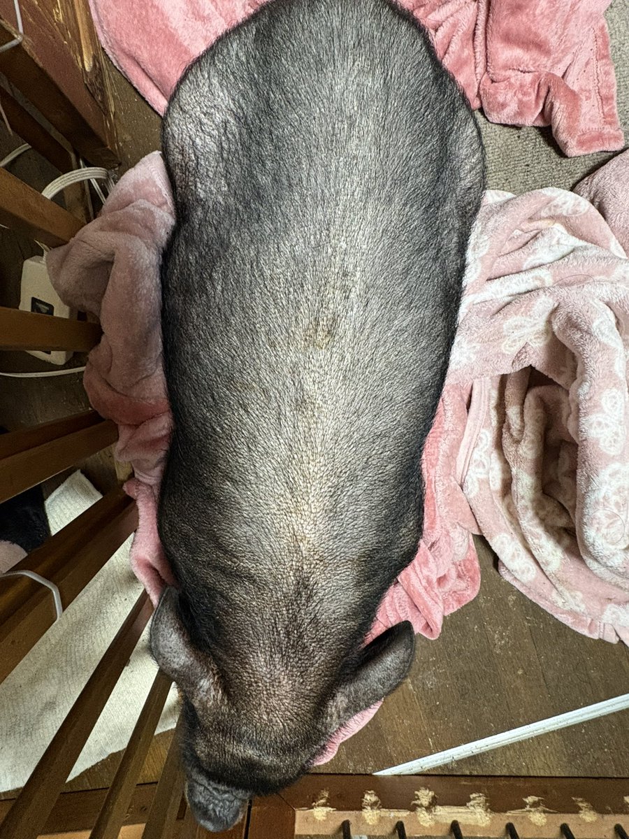 姫ブタ蘭ちゃん👑🐽