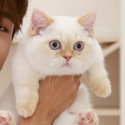 pitchoar's tweet image. คัมทูซีป๊ะป๊าโมจิ