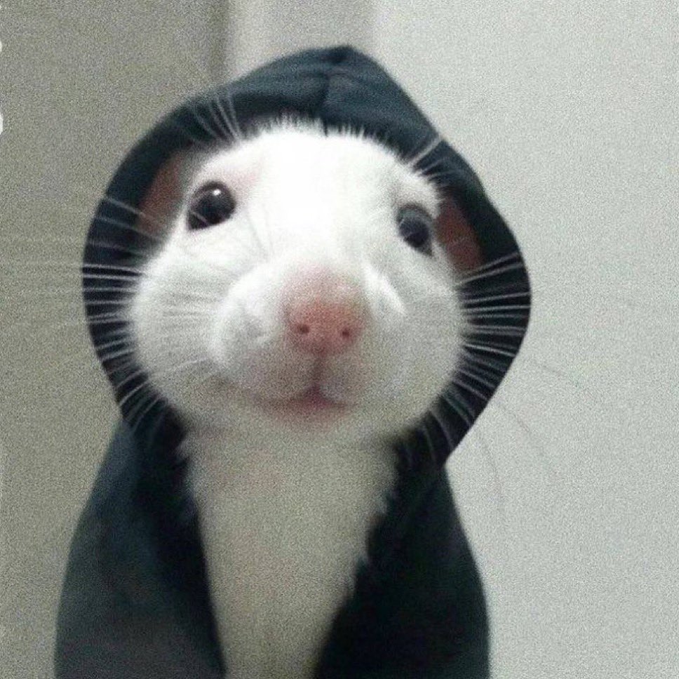 You can take the rat out the hood but you cant take the hood out the rat 💯