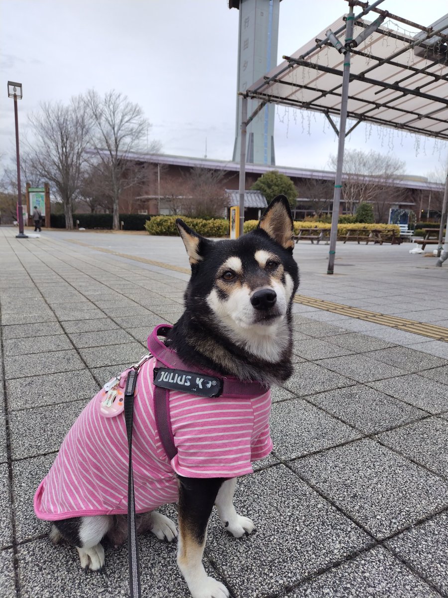 yipo121's tweet photo. 巳年、午年、おまけの戌。 https://t.co/X0GKD6YP9r