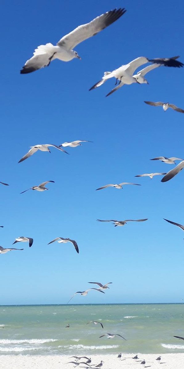 LaChoniitta's tweet photo. Amo el 🌊🌊🐠🐟🐙
#Sol #Arena #mar
#Descansando 🏝️🪸🐚👙⚓️😏🍹🍸
Tienes la libertad de ser tú mismo y nada se puede poner en tu camino.
Juan Salvador Gaviota https://t.co/AG0k6YLryF