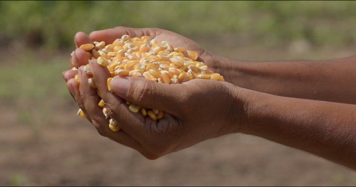 FAO VENEZUELA tweet media