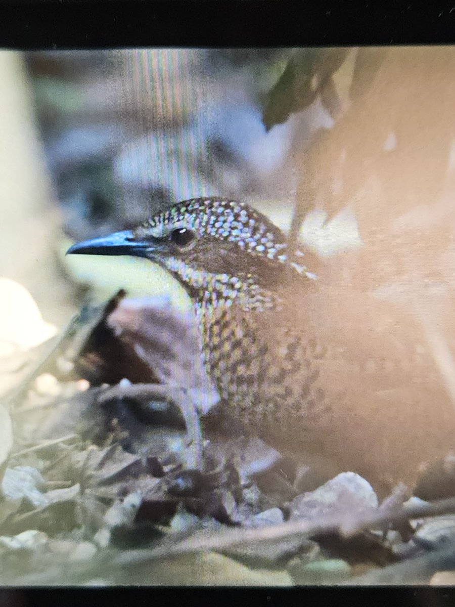 CalidrisBirdingTours tweet media