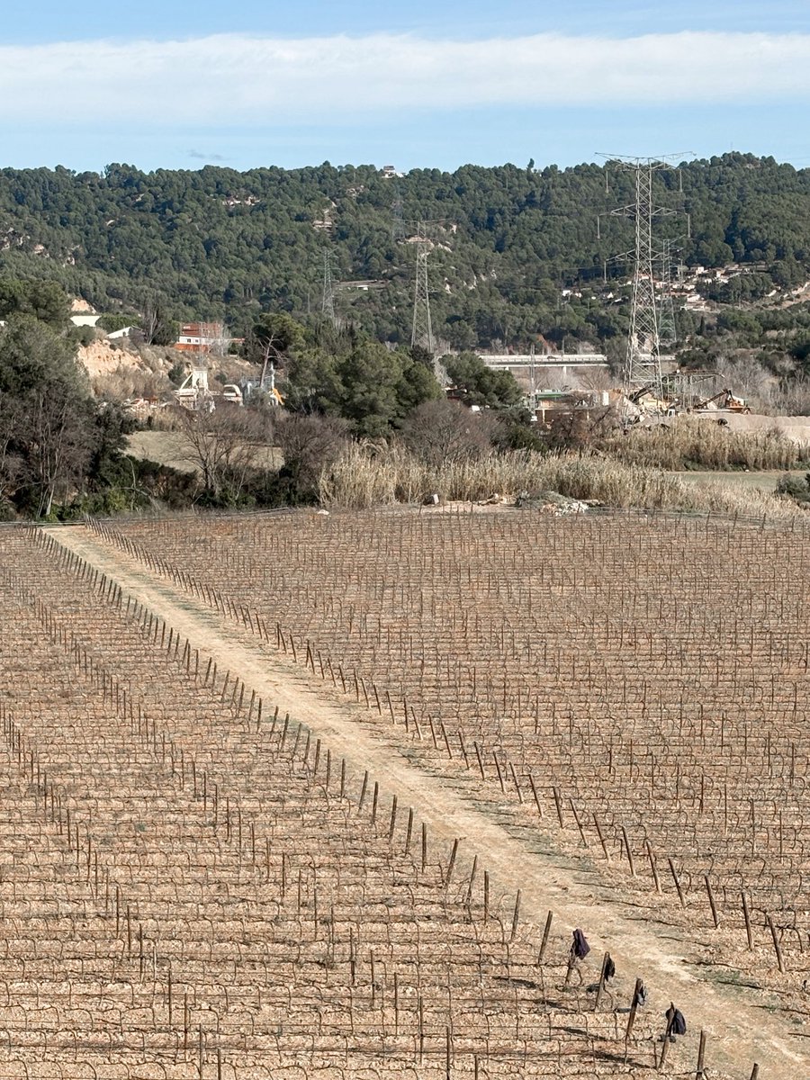 Lluïsa Montia tweet media