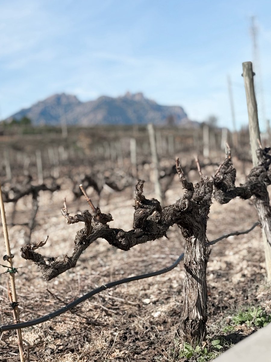 Lluïsa Montia tweet media