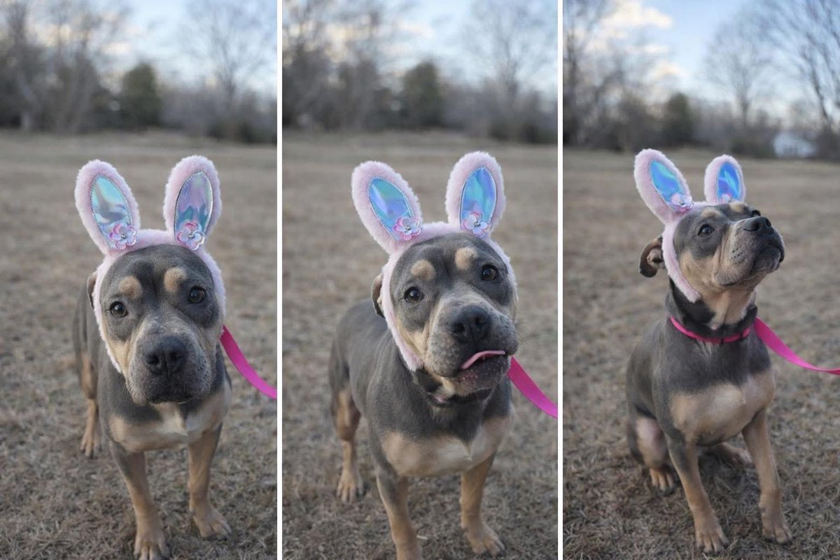 💕 Sweet Shirley 💕
Weight: 31 Lbs
Age: Less than a year
Shirley was found by a trash dump. She was skin &amp; bones.
She is great with kids, dogs &amp; outside cats she’s seen. She is such a sweet girl, she is just looking for her perfect home!

Apply online at LuckypuprescueSC.com