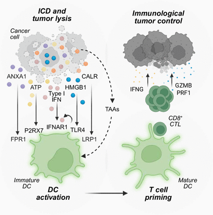 Lorenzo Galluzzi tweet media