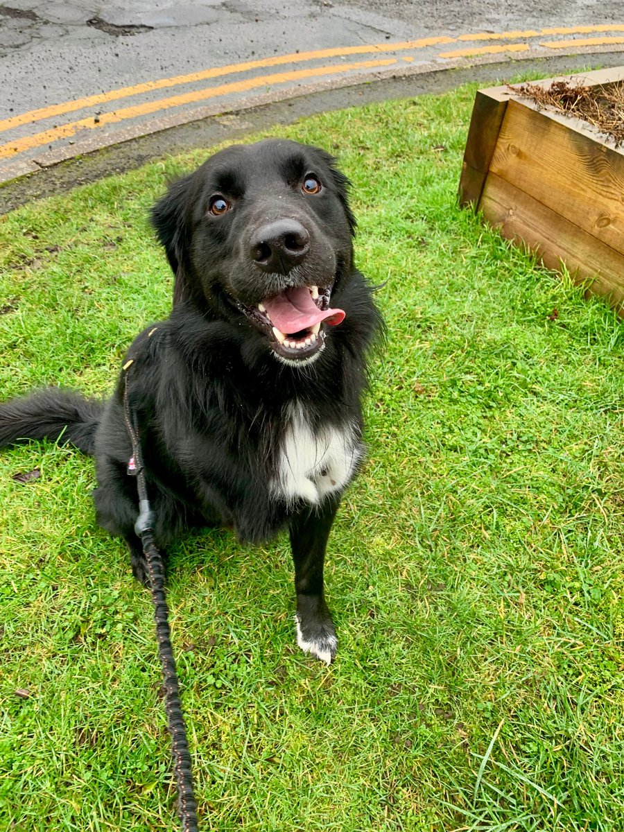 Otis, Flash & Rainbow Benji & Charlie🌈 tweet media