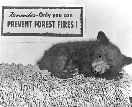 BearOTD_'s tweet photo. Today’s Bear of the Day is Smokey the Bear!

This black bear was found as an orphaned cub following a New Mexico wildfire in 1950! Initially named Hotfoot Teddy, he was later renamed and served as the original incarnation of the Smokey the Bear mascot! #beartwt https://t.co/osOIW94ber
