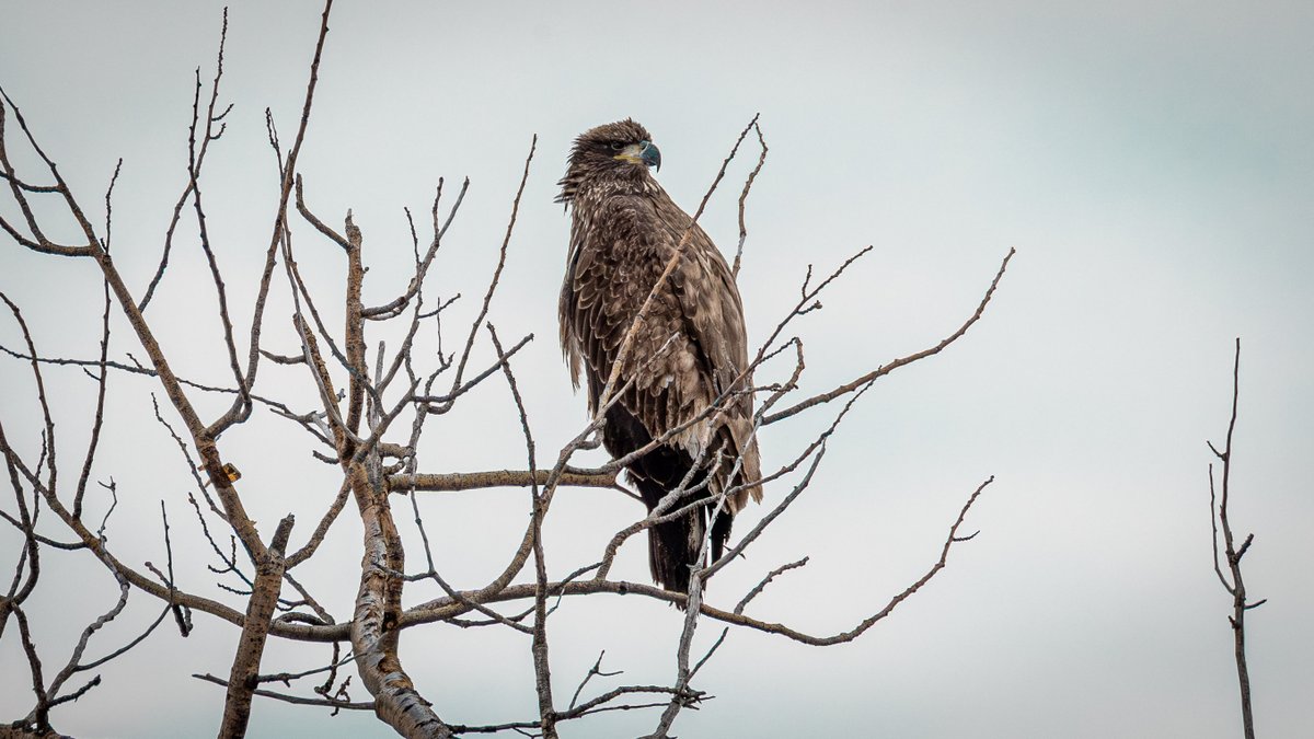 🦦Wild New York🐺 tweet media