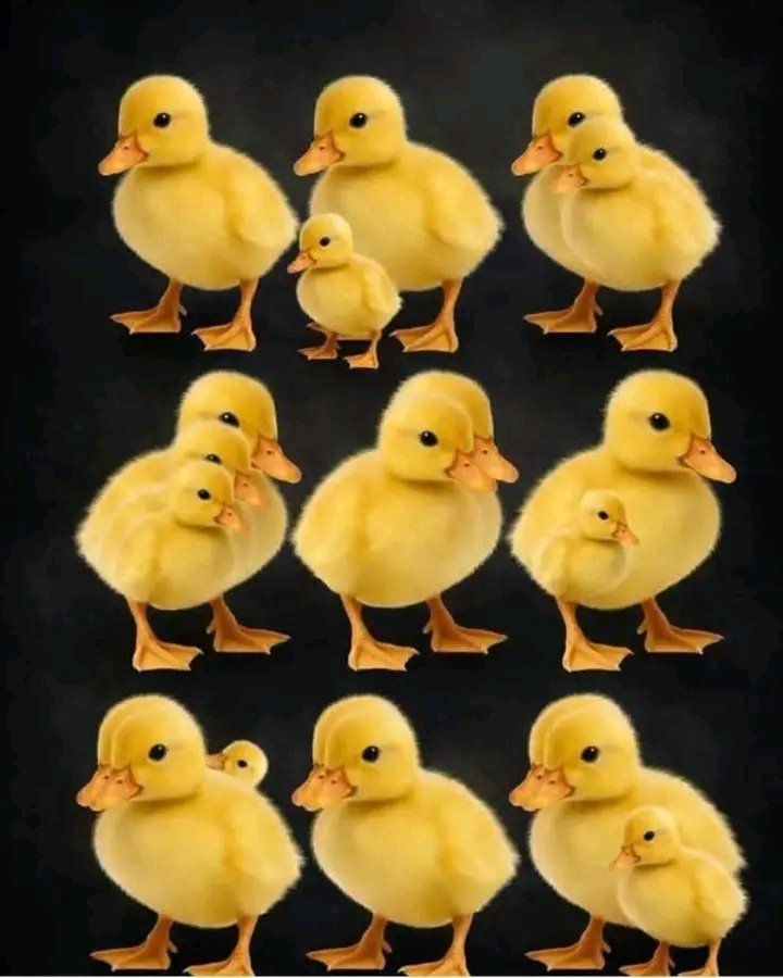 jacobshukuru's tweet photo. Test de vue 🥰
Combien de canetons 🐥 voyez-vous sur cette image ? https://t.co/j0RLndH8X1