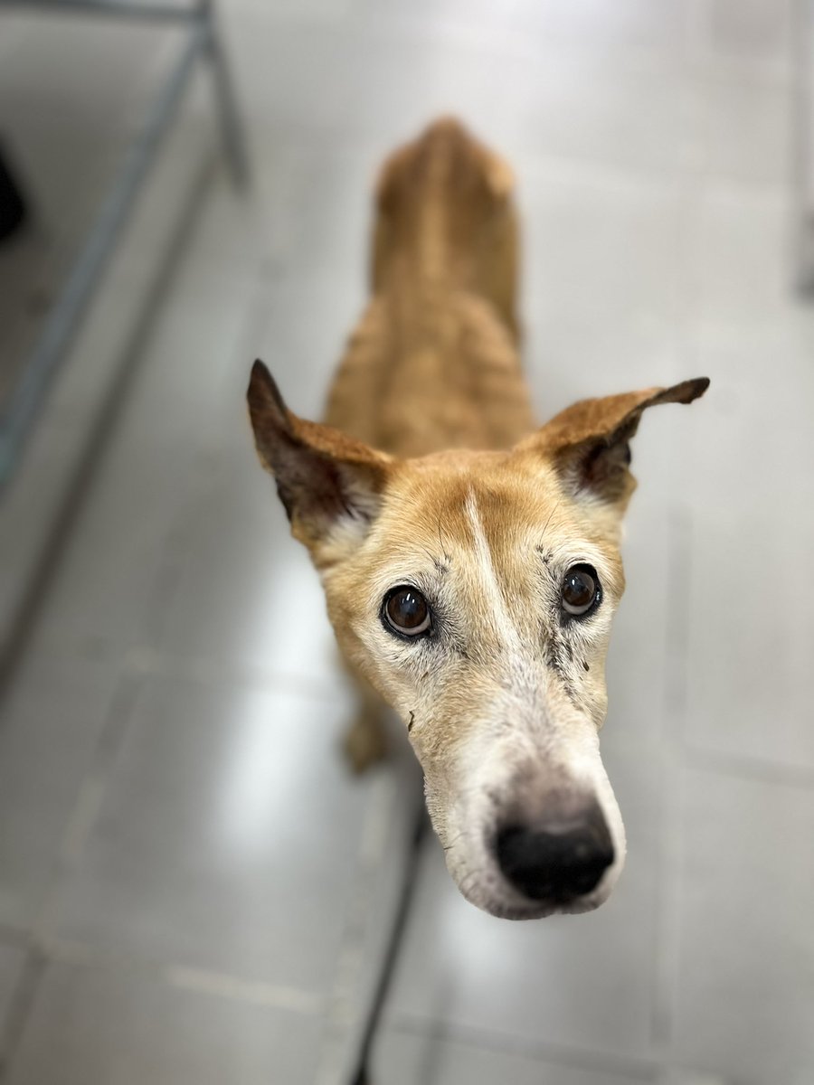 Ayer en la pensión nos avisaron que Amalia no ha querido comer.
Hoy viene al veterinario, pero la verdad estamos muy preocupados porque ella ya es una perrita súper viejita. 🥺
Les pedimos que manden buenas energías para ella. 🤍